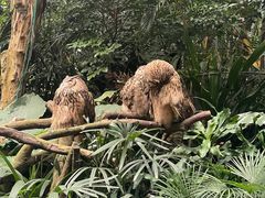 -广州长隆野生动物世界