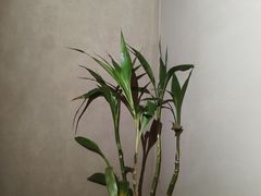 -灸春堂·专业艾灸·连锁品牌(丰潭路店)