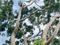 -丰依竹食·老牌竹筒饭