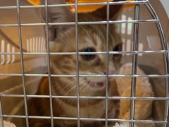 -瑞鹏宠物医院·宠保定点·心脏科·内科(御桥分院)