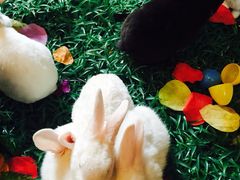 iphone_upload_pic-北京朝阳悠唐皇冠假日酒店