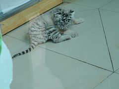 -大连森林动物园