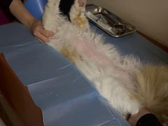 -芭比堂动物医院·犬猫全科·异宠专科(雁塔分院)