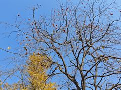 -千年银杏谷文化旅游区