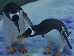 -芜湖新华联大白鲸海洋公园