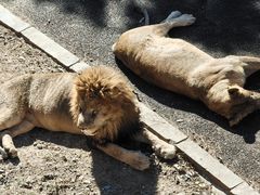 -大连森林动物园