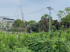 -南汇新城海滩
