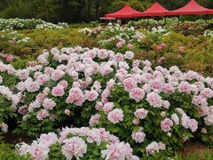 -洛阳市隋唐城遗址植物园