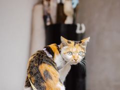 -Again Coffee Roaster(香蜜湖店)