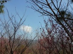 android_upload_pic-天适樱花悠乐园