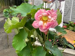 -陈家山荷花公园