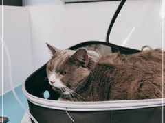 -纳吉亚猫专科动物诊疗中心(蒋宅口分院)