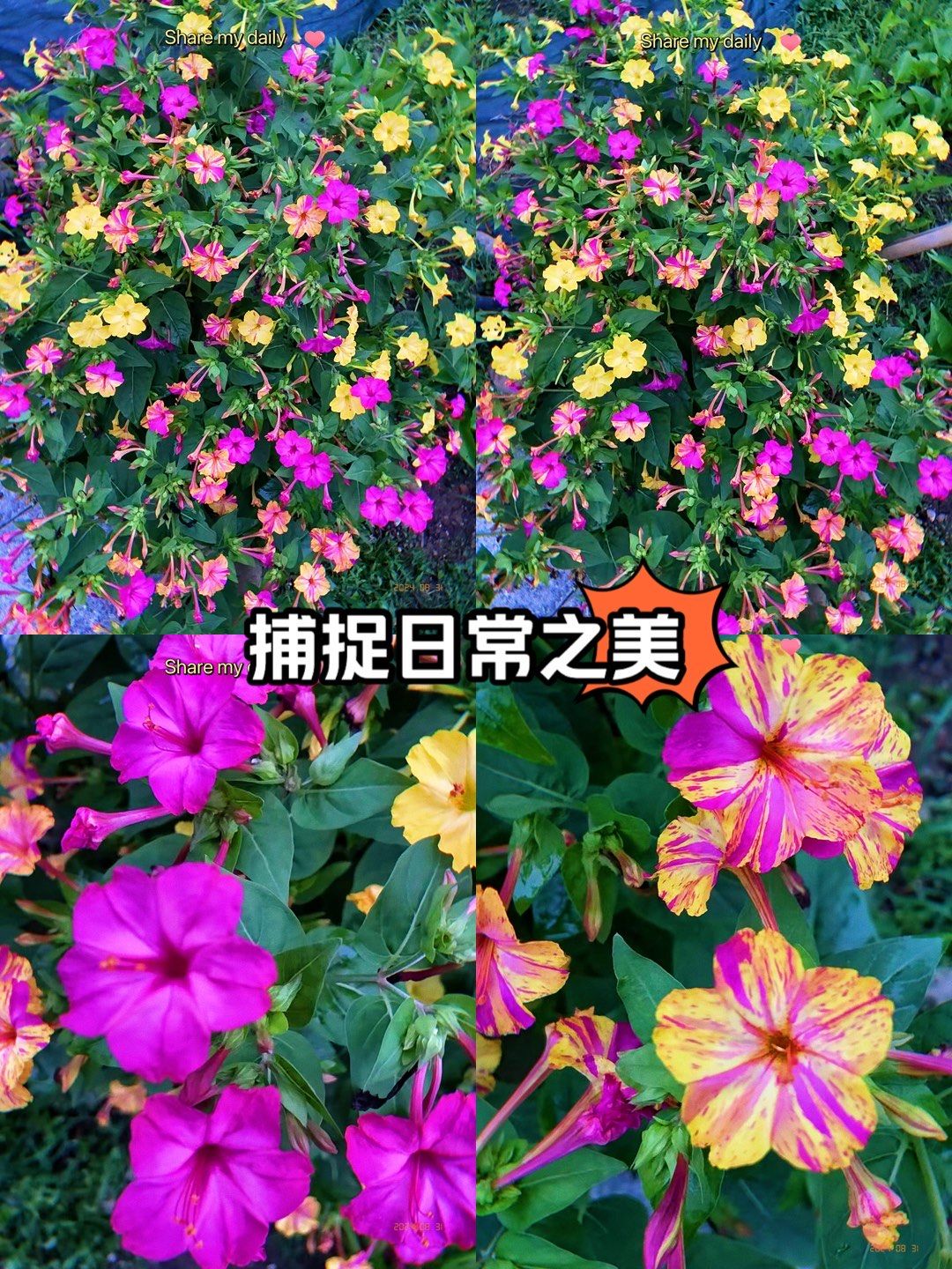 一种被轻视的神仙草花,名字多到数不过来7515