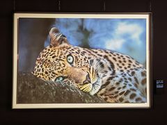 -罗红摄影艺术馆