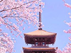 -东湖磨山景区樱花园-停车场