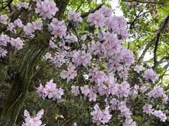 -泰山风景名胜区-虎山公园