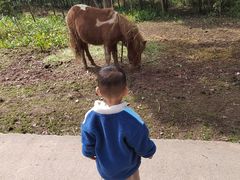 -重庆雨台山风景区
