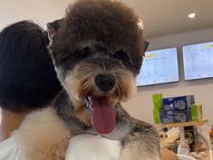 -翊宠yipet猫狗购宠庄园