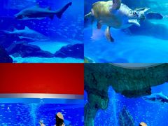 -海合安成都极地海洋公园