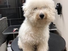 -小尾巴宠物店(万科·金域华庭店)