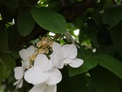 -昆山城市生态森林公园