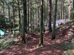 -重庆睡佛山森林公园