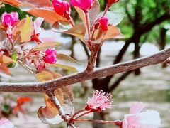 -海棠花溪(元大都城垣遗址公园)