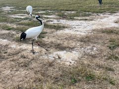 -盐城丹顶鹤湿地生态旅游区