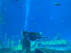 -亚特兰蒂斯•OSSIANO奥西亚诺海底餐厅