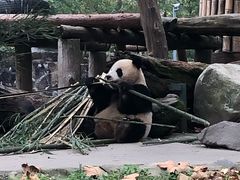 -都江堰中华大熊猫苑