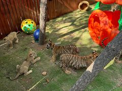 -西霞口神雕山野生动物世界