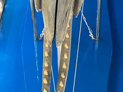 -上海海洋大学鱼文化博物馆(军工路校区)