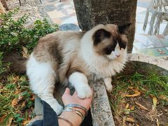 -喵屿·大理花园猫咖