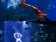 -海合安武汉极地海洋公园