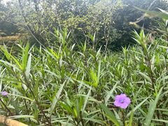 -铁山坪森林公园