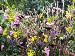 -深圳仙湖植物园