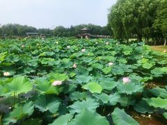 -荷塘月色湿地公园·向阳花洲