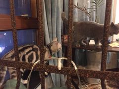 -共舞时光猫咖·狗咖(新街口店)