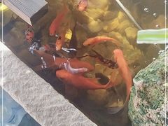 -冯记白土岗辣子鸡