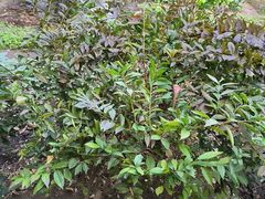 -故乡缘·香格里拉山庄(冷竹路店)