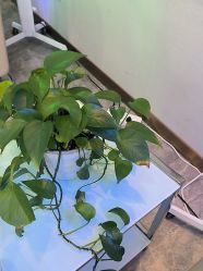 点击看大图 -碧莲盛·不剃发植发