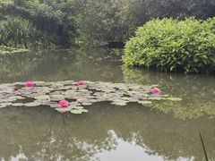 -洛阳市隋唐城遗址植物园