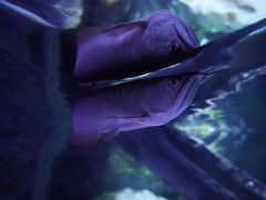 -暹罗海洋世界