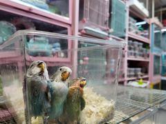 -中环花鸟鱼虫市场