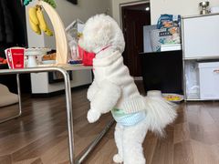 -帕帕拉兹宠物(亚洲旗舰店)