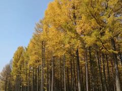 -木兰围场