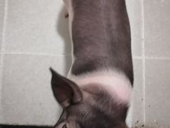 -我爱猫咪·猫咖·狗咖·安哥拉兔·羊驼咖(小寨华旗店)