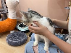 -1013 PET SHOP精品宠物商店(丁香店)