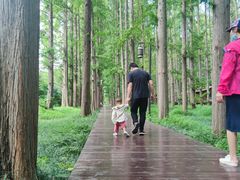 -黄海国家森林公园