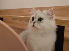 -猫腻·猫咖·撸猫馆(星光大道店)
